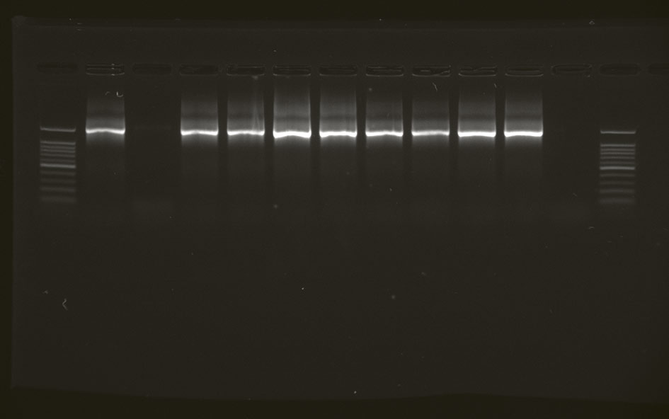 vh2016-12_molekularne-geneticke-metody_01c
